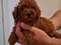 Mükemmel teacup poodle yavrularımız