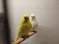 Yerli-Jumbo Kırığı-Show Jumbo Muhabbet Kuşlar