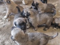 Sivas'ın Has Kangal Yavruları