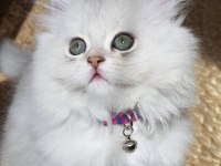 Sahiplendirme Kediler (Görüşülür)