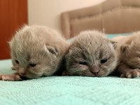 Scottish fold biri gri ikisi bluepoint yavrularımız