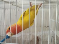 Cennet Papağanı 2 Yaşında Erkek