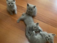 Mavi Gözlü Orjinal British Yavru Bebekler