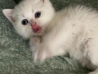 Safkan british shorthair yavrularımız