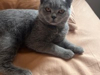 Tüm Eşyaları İle 5 Aylık Erkek British Shorthair