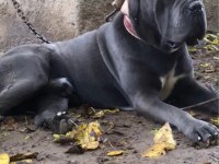 Orjinal Cane Corso Yavrular