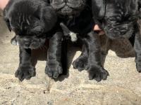 1,5 Aylık Siyah Pug Yavrular