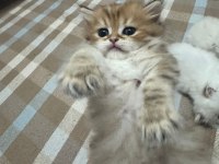 1 Aylık Bebik Kedimize Yuva Arıyoruz