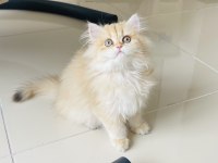 British Longhair Golden Ny11