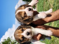 A Kalite Beagle Bebekler