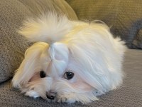 Şecereli Kore Kan Maltese Yavruları