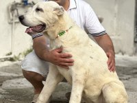 Aşıları Yapılı Köpeklerimizi Sahiplendiriyoruz