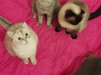 Yetiştirici olmak isteyenler için bir erkek british bir dişi scottish fold