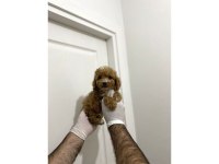 Sevimli maltipoo güzel yüzlü bebeklerimiz