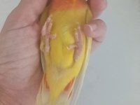 Evcil Isırmayan Sevda Papağanı Yavrusu