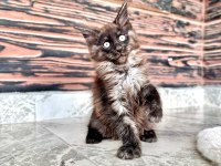 Wcf kayıtlı full şecereli şampiyon soylu maine coon yavruları