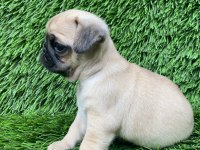 Pug yavru evinizin neşesi olsun