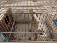 Eş Sultan Papağanı