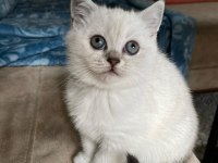 Dünya Güzeli British Shorthair Kediler
