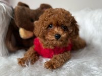 Mini poodle yavrular