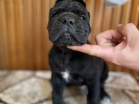 Gerçek dev adayları cane corso