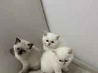 Teslime Hazır British Shorthair Red Point