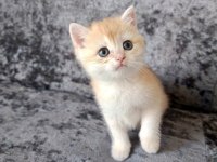 Miyavvvvv Ny11 Kedimiz