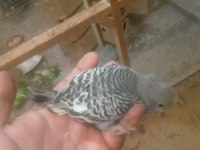 35 günlük yeni yeme düşmüş muhabbet kuşu uyguna