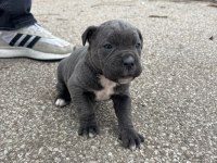 Ab Kalite Cane Corso Bebekler Yeni Yuvalarını Arıyorlar