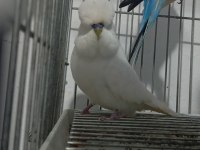 2 Adet Vasıflı Show Jumbo Erkek Muhabbet Kuşu