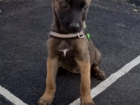 A++ Belçika Malinois Yavrular