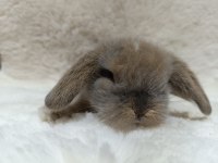 Yavru Hollanda Lop Ve Cüce Tavşan