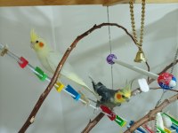 Tecrübeli Eş Sultan Papağanı Takım