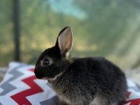 Hollanda Cüce Tavşan Yavruları