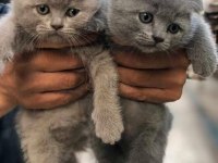 Ruhsatlı işletmeden evraklı scottish fold bebekler