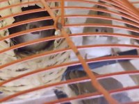 Ev Sıcaklığında Beslenen Hint Bülbülleri 1-2-3 Aylık