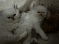 İran Persian Dişi-Erkek Kediler