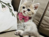 Yavru British Kedimize Yuva Arıyoruz