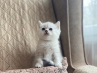Full Şecereli Anne Babanın Silver British Shorthair Bebeği