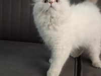 Scottish Fold Longhair Orjinal Safkan