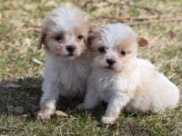 Sıfır boy maltipoo yavrular