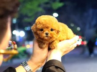 Super Star Toy Poodle Yavrularım
