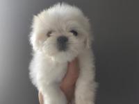 2.5 Aylik Kore Maltese Erkek