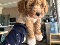 Toy poodle 3 aylık dişi