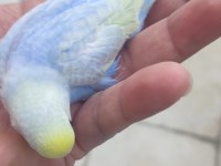 35 Günlük Rainbow Muhabbet Kuşlar