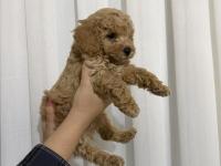 Toy Poodle Köpeği