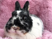 Cüce Tavşan (Broken)