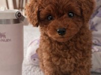 Toy Poodle 2,5 Aylık