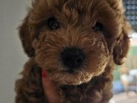 55 günlük toy poodle yavruları