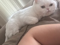 Ücretsiz Sahiplendirilecek Kedimiz